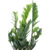 Glücksfeder Im Korbgefäß Topf-Ø Ca. 17 Cm Zamioculcas Zamiifolia 1 Glücksfeder Im Korbgefäß Topf-Ø Ca. 17 Cm Zamioculcas Zamiifolia -Einhell Garten Geschaft 8719194283268 4883