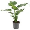 Elefantenohr-Alokasie Höhe Ca. 50 - 55 Cm Topf-Ø Ca. 17 Cm Alocasia Cucullata -Einhell Garten Geschaft 8719194312821 4883 1