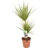 Drachenbaum "Sunray" Höhe Ca. 70-75 Cm Topf-Ø Ca. 17 Cm Dracaena Marginata -Einhell Garten Geschaft 8719194312913 4883 S 01