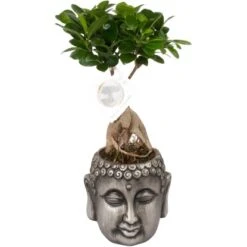 Bonsai "Ficus Ginseng" Im Keramik-Gefäß Topf-Ø Ca. 13 Cm