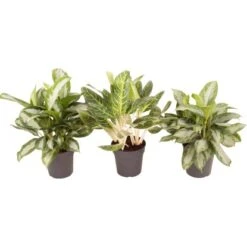 Kolbenfaden Sortiert Höhe Ca. 60 - 70 Cm Topf-Ø Ca. 24 Cm Aglaonema