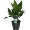 Kolbenfaden "Maria" Höhe Ca. 25 - 30 Cm Topf-Ø Ca. 12 Cm Aglaonema Commutatum -Einhell Garten Geschaft 8719194343702 4883 1