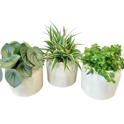 Grünpflanze Im Keramik-Gefäß Höhe Ca. 25 Cm Topf-Ø Ca. 16 Cm 3 Grünpflanze Im Keramik-Gefäß Höhe Ca. 25 Cm Topf-Ø Ca. 16 Cm