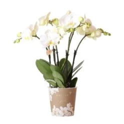 Schmetterlingsorchidee "Jewel" Weiß Höhe Ca. 45 Cm Topf-Ø Ca. 12 Cm