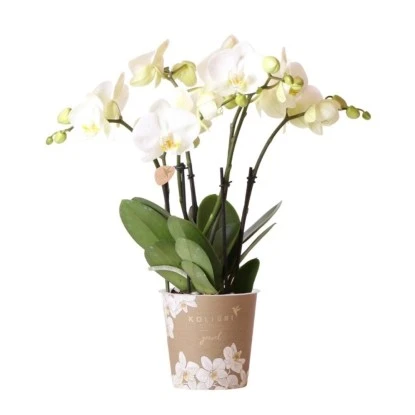 Schmetterlingsorchidee "Jewel" Weiß Höhe Ca. 45 Cm Topf-Ø Ca. 12 Cm 3 Schmetterlingsorchidee "Jewel" Weiß Höhe Ca. 45 Cm Topf-Ø Ca. 12 Cm