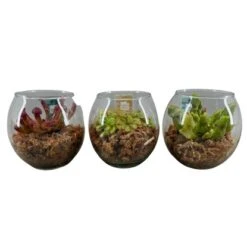 Fleischfressende Pflanze In Sorten Im Glas-Gefäß Topf-Ø Ca. 13 Cm