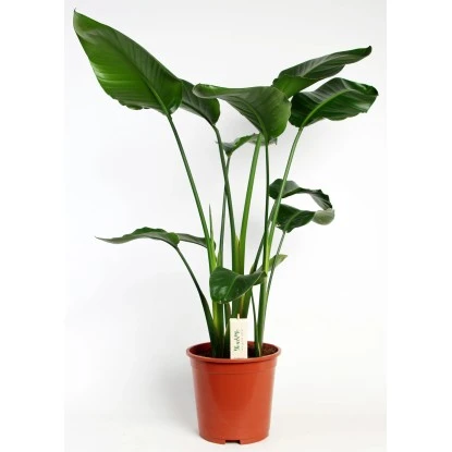 Strelitzie Höhe Ca. 90-100 Cm Topf-Ø Ca. 19 Cm Strelitzia Nicolai 3 Strelitzie Höhe Ca. 90-100 Cm Topf-Ø Ca. 19 Cm Strelitzia Nicolai