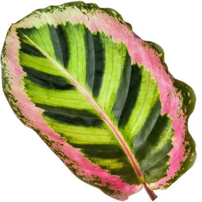 GROW By OBI Korbmarante "Angela" Ca. 75 -85 Cm Calathea Roseopicta 4 GROW By OBI Korbmarante "Angela" Ca. 75 -85 Cm Calathea Roseopicta – Bild 2