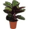 GROW By OBI Korbmarante "Angela" Ca. 75 -85 Cm Calathea Roseopicta -Einhell Garten Geschaft 8719194451506 4883 S 01