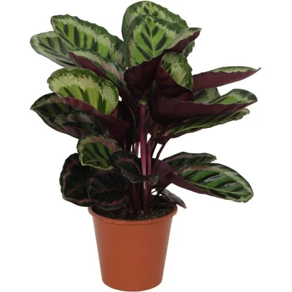 GROW By OBI Korbmarante "Angela" Ca. 75 -85 Cm Calathea Roseopicta 3 GROW By OBI Korbmarante "Angela" Ca. 75 -85 Cm Calathea Roseopicta