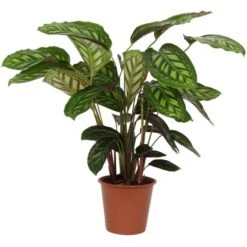 GROW By OBI Korbmarante "Flamestar" Ca. 75 - 85 Cm Calathea