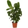 GROW By OBI Korbmarante "Zebrina" Ca. 70 - 80 Cm Calathea -Einhell Garten Geschaft 8719194451520 4883 S 01