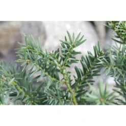 Eibe Set à 30 Stück Höhe Ca. 120 - 140 Cm Ballenware Taxus Baccata -Einhell Garten Geschaft 8953127 3358 4 2