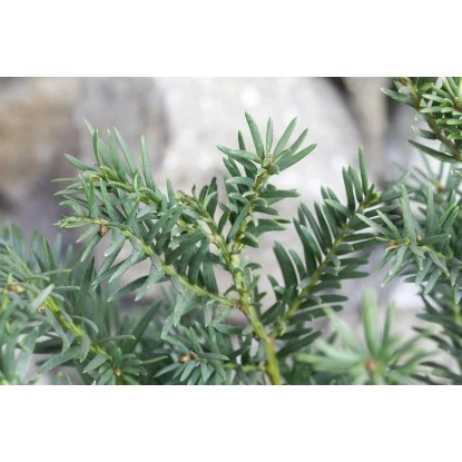 Eibe Set à 30 Stück Höhe Ca. 80 - 100 Cm Ballenware Taxus Baccata 6 Eibe Set à 30 Stück Höhe Ca. 80 - 100 Cm Ballenware Taxus Baccata – Bild 4