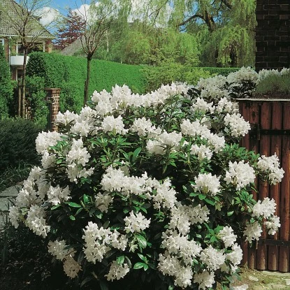 OBI Rhododendron "Cunninghams White" Weiß Höhe Ca. 20 - 30 Cm Topf Ca. 5 L 8 OBI Rhododendron "Cunninghams White" Weiß Höhe Ca. 20 - 30 Cm Topf Ca. 5 L – Bild 6