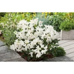 OBI Rhododendron "Cunninghams White" Weiß Höhe Ca. 20 - 30 Cm Topf Ca. 5 L 11 OBI Rhododendron "Cunninghams White" Weiß Höhe Ca. 20 - 30 Cm Topf Ca. 5 L -Einhell Garten Geschaft White Caucasicum hybrid 3