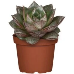 Einhell Garten Geschaft 22 Einhell Garten Geschaft -Einhell Garten Geschaft allgestell topf ca 13 cm 1