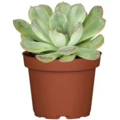 Sukkulenten-Mix "Special Collection" Topf-Ø Ca. 15 Cm -Einhell Garten Geschaft allgestell topf ca 13 cm 2