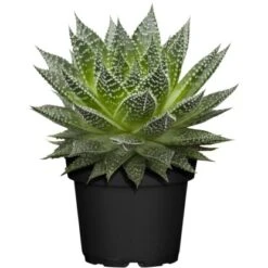 Sukkulenten-Mix "Special Collection" Topf-Ø Ca. 15 Cm -Einhell Garten Geschaft allgestell topf ca 13 cm 4