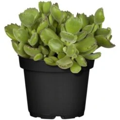 Sukkulenten-Mix "Special Collection" Topf-Ø Ca. 15 Cm -Einhell Garten Geschaft allgestell topf ca 13 cm 5