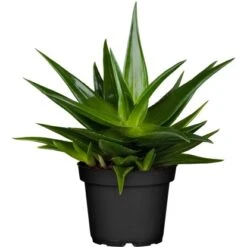 Sukkulenten-Mix "Special Collection" Topf-Ø Ca. 15 Cm -Einhell Garten Geschaft allgestell topf ca 13 cm 6