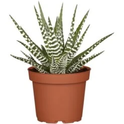 Sukkulenten-Mix "Special Collection" Topf-Ø Ca. 15 Cm -Einhell Garten Geschaft allgestell topf ca 13 cm 7