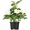 Englische Rosen "British Collection" Weiß Höhe Ca. 40-50 Cm Topf-Ø Ca. 5 L