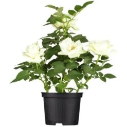 Englische Rosen "British Collection" Weiß Höhe Ca. 40-50 Cm Topf-Ø Ca. 5 L