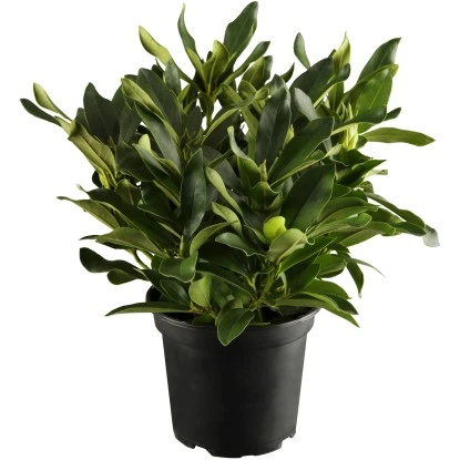 OBI Rhododendron "Cunninghams White" Weiß Höhe Ca. 20 - 30 Cm Topf Ca. 5 L 5 OBI Rhododendron "Cunninghams White" Weiß Höhe Ca. 20 - 30 Cm Topf Ca. 5 L – Bild 3