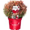 Glanzmispel "Red Ballcon" Topf Ca. 4,6 L Photinia -Einhell Garten Geschaft lcon topf ca 46 l photinia