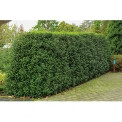 OBI Portugiesischer Kirschlorbeer "Angustifolia" Höhe Ca.70 Cm Topf 10 L Prunus -Einhell Garten Geschaft lusitanica Angustifolia 1