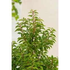 OBI Portugiesischer Kirschlorbeer "Angustifolia" Höhe Ca.70 Cm Topf 10 L Prunus -Einhell Garten Geschaft lusitanica Angustifolia 2
