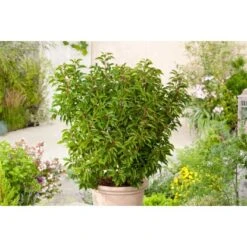 OBI Portugiesischer Kirschlorbeer "Angustifolia" Höhe Ca.70 Cm Topf 10 L Prunus -Einhell Garten Geschaft lusitanica Angustifolia 3