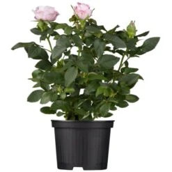 Strauchrosen "Premium" Höhe Ca. 20 - 30 Cm Topf-Ø Ca. 4 L