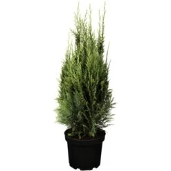 OBI Scheinzypresse "White Spot" Höhe Ca. 50 - 60 Cm Topf Ca. 5 L Chamaecyparis