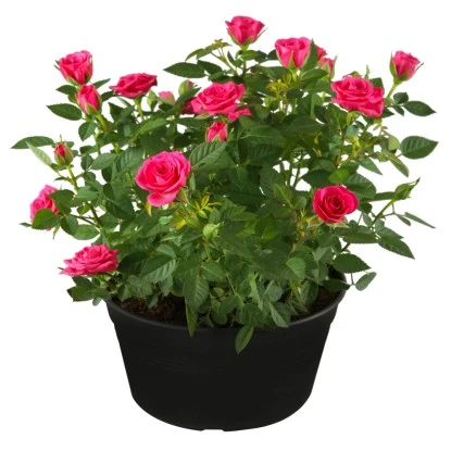 Beetrosen Rosa Höhe Ca. 20 - 30 Cm Topf-Ø Ca. 5 L 3 Beetrosen Rosa Höhe Ca. 20 - 30 Cm Topf-Ø Ca. 5 L