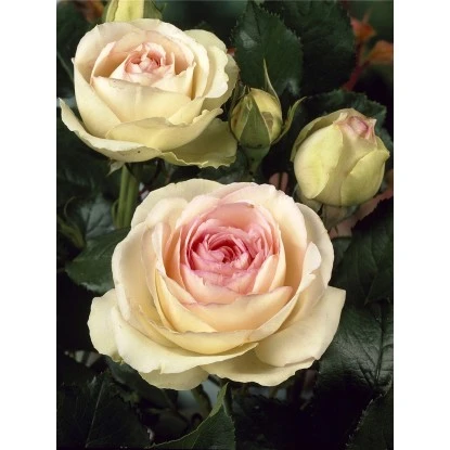 Kletterrosen "Eden Rose '85" Höhe Ca. 60 - 80 Cm Topf-Ø Ca. 12 L 3 Kletterrosen "Eden Rose '85" Höhe Ca. 60 - 80 Cm Topf-Ø Ca. 12 L