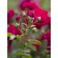 OBI Bodendeckerrosen Rot Höhe Ca. 10 - 20 Cm Topf-Ø Ca. 3 L