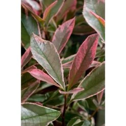GROW By OBI Glanzmispel "Pink Marble" Höhe Ca. 30 - 40 Cm Topf Ca. 5 L Photinia -Einhell Garten Geschaft seri cassini pink marble 2 1